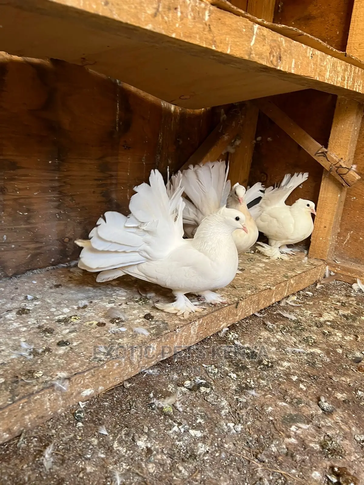 Pure White Indian Fantails