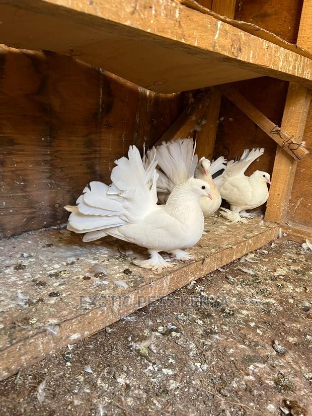 Pure White Indian Fantails - thumbnail 6