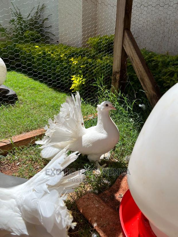 Pure White Indian Fantails - thumbnail 3