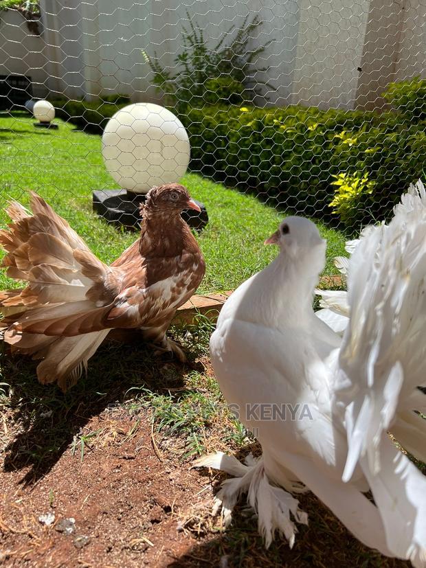 Pure White Indian Fantails - thumbnail 4