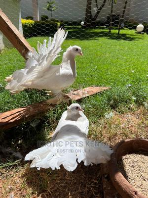 Pure White Indian Fantails - thumbnail 2