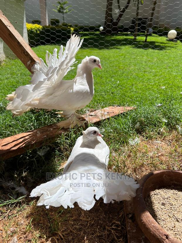 Pure White Indian Fantails - main view
