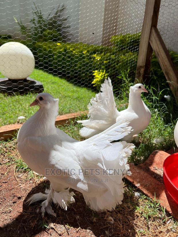 Pure White Indian Fantails - thumbnail 5