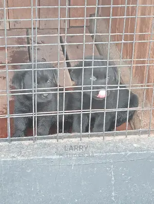1-3 Months Female Purebred Labrador Retriever
