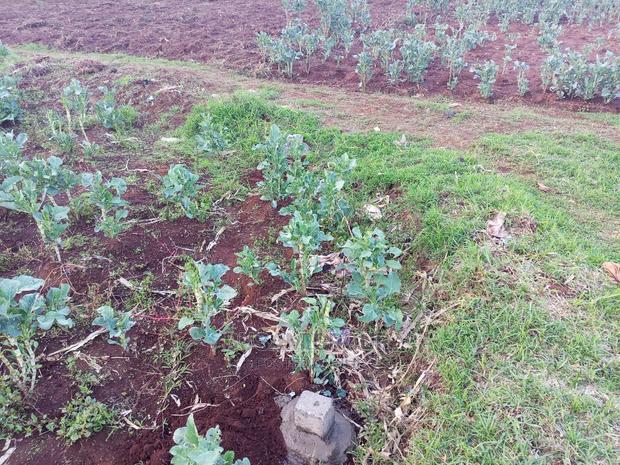 Limuru Kabuku 50 by 100 Plots for Sale With Ready Title - thumbnail 3