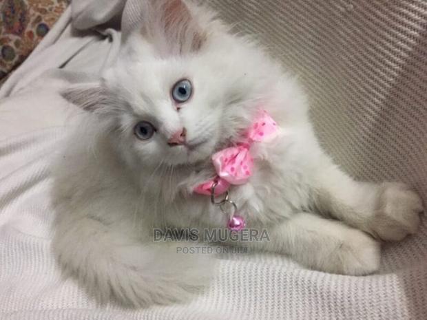 Royal Print Cat Collar, With Bell - thumbnail 3