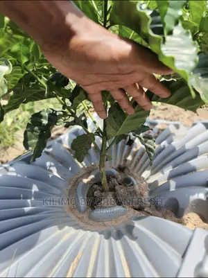 Tree Plastic Mulch