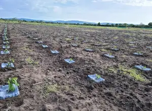 Tree Plastic Mulch