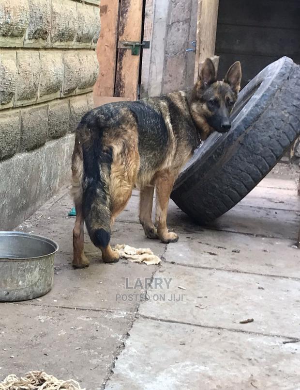 1+ Year Female Purebred German Shepherd