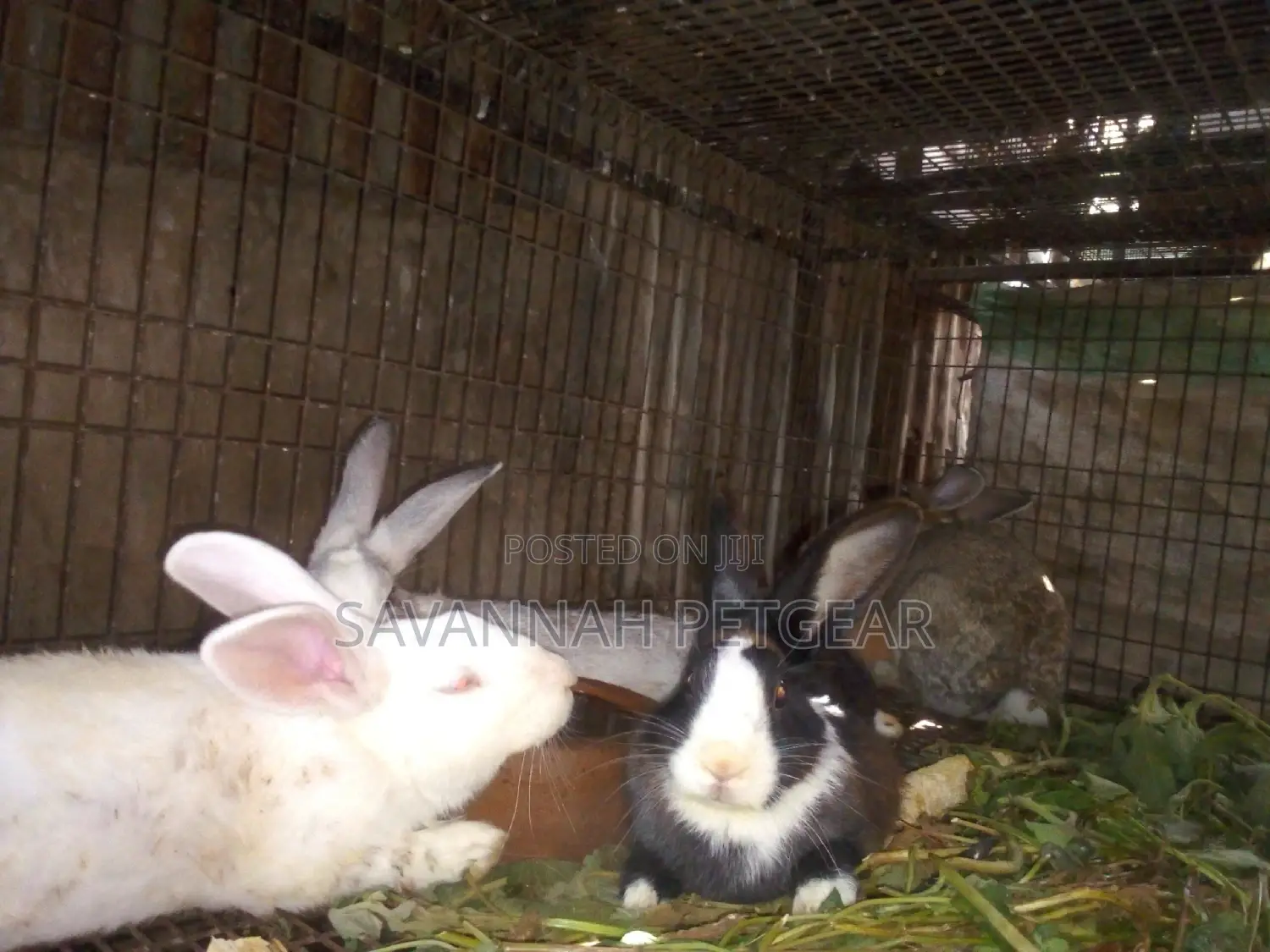 Mature Mixed Breed Rabbits for Meat and Breeding Various Breeds