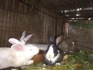 Mature Mixed Breed Rabbits for Meat and Breeding Various Breeds
