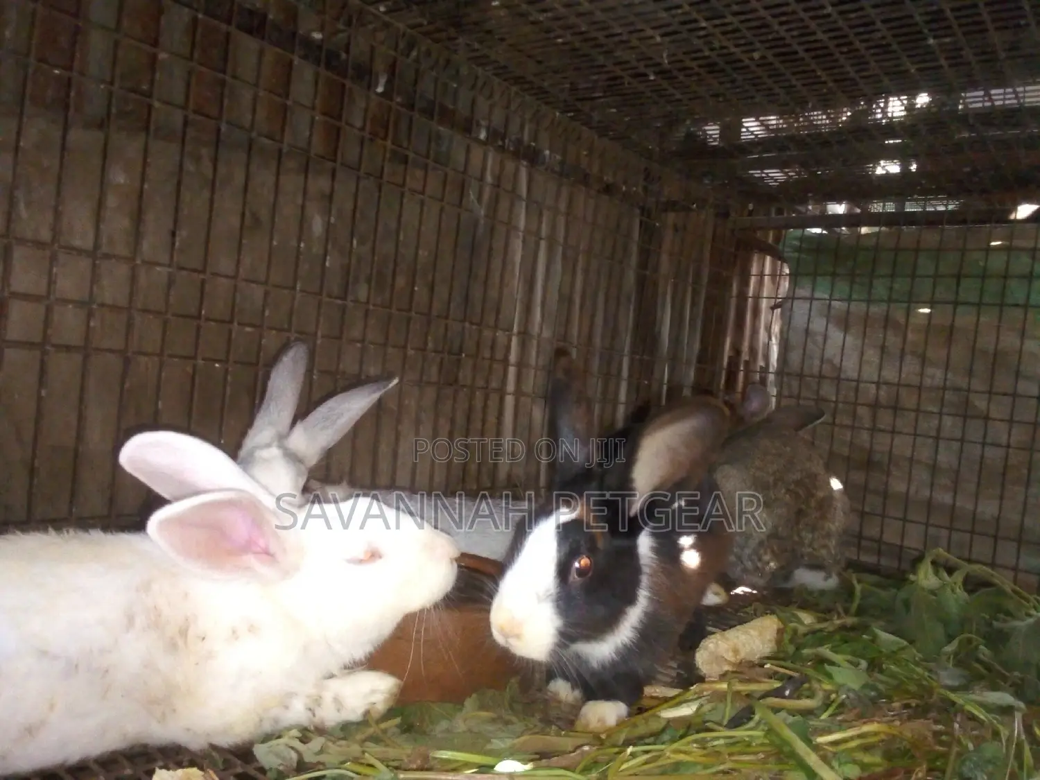 Mature Mixed Breed Rabbits for Meat and Breeding Various Breeds