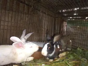 Mature Mixed Breed Rabbits for Meat and Breeding Various Breeds