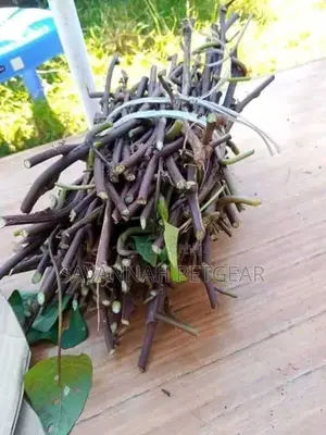 Purple Sweet Potato Planting Vines Available (200 Vines)