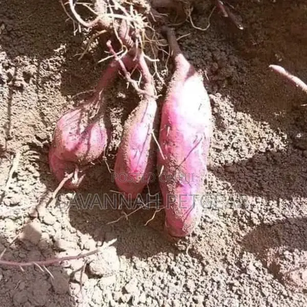 Purple Sweet Potato Planting Vines Available (200 Vines)