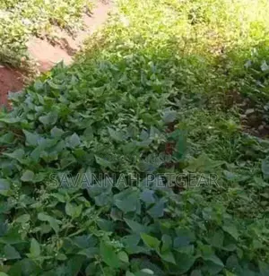 Purple Sweet Potato Planting Vines Available (200 Vines)
