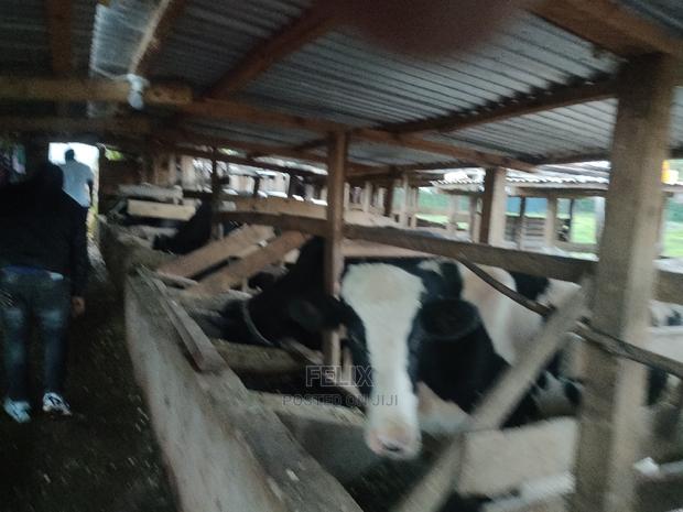 Karatina / Giakaibei 1/2 Developed - thumbnail 6