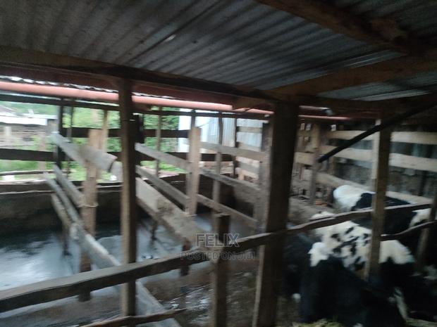 Karatina / Giakaibei 1/2 Developed - thumbnail 5