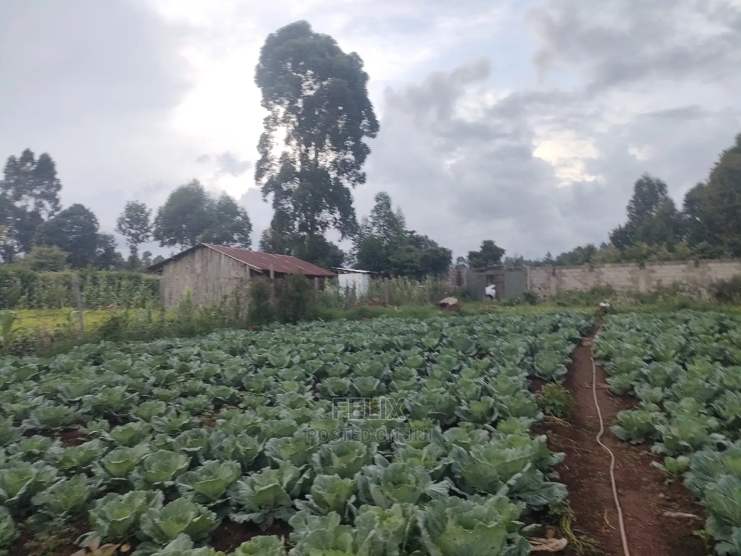 Karatina /Giakibei 1 Acre