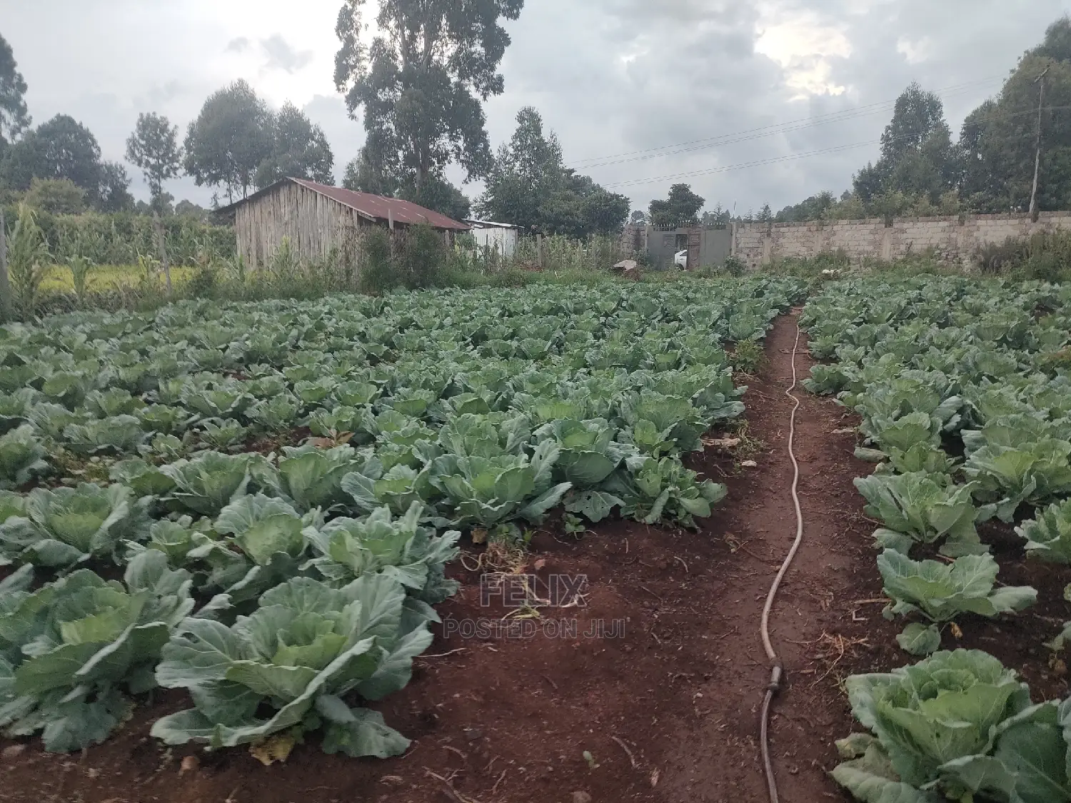 Karatina /Giakibei 1 Acre
