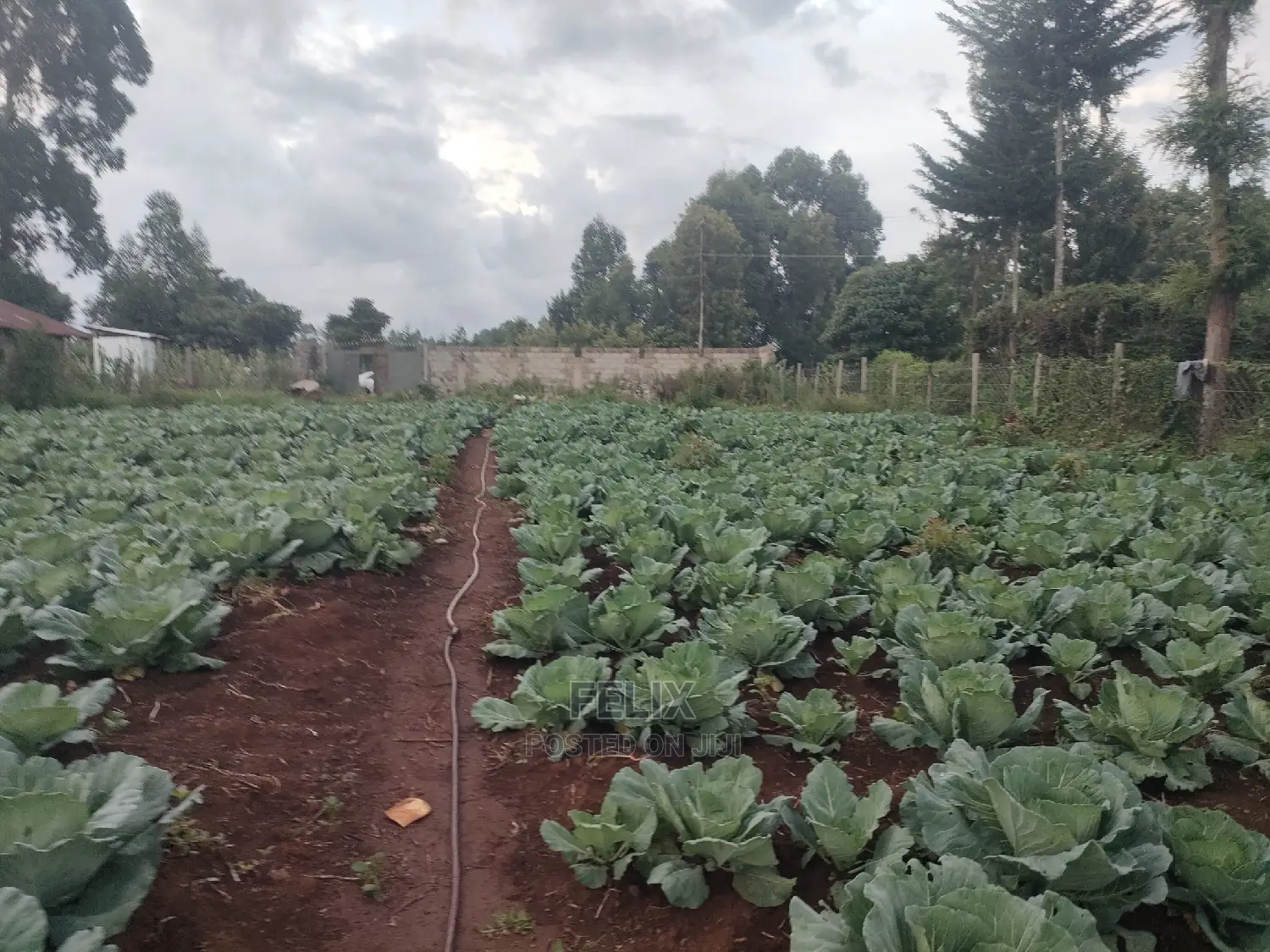 Karatina /Giakibei 1 Acre