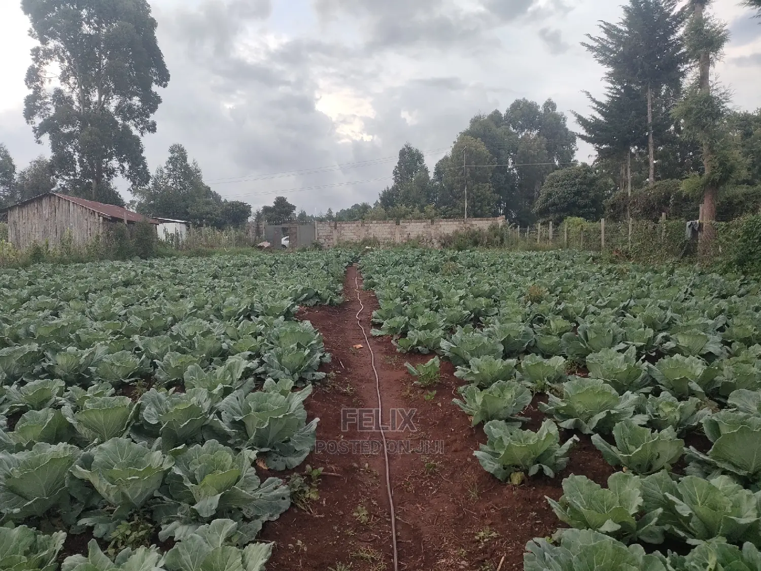 Karatina /Giakibei 1 Acre
