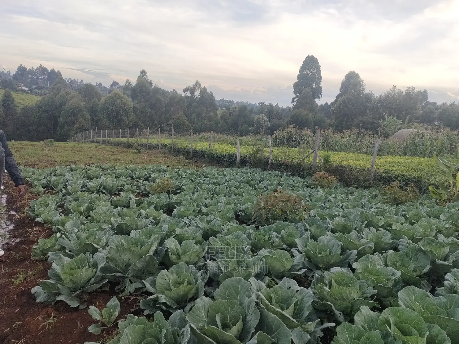 Karatina /Giakibei 1 Acre