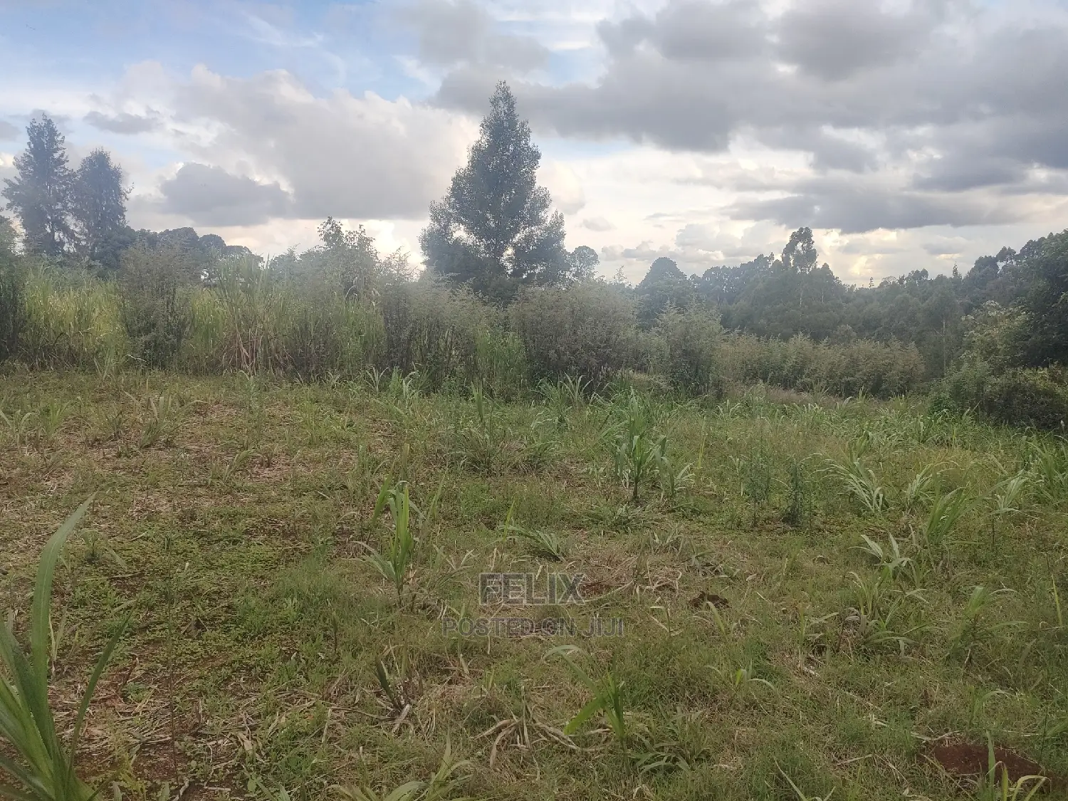 Karatina/Kanjuri 1 Acre