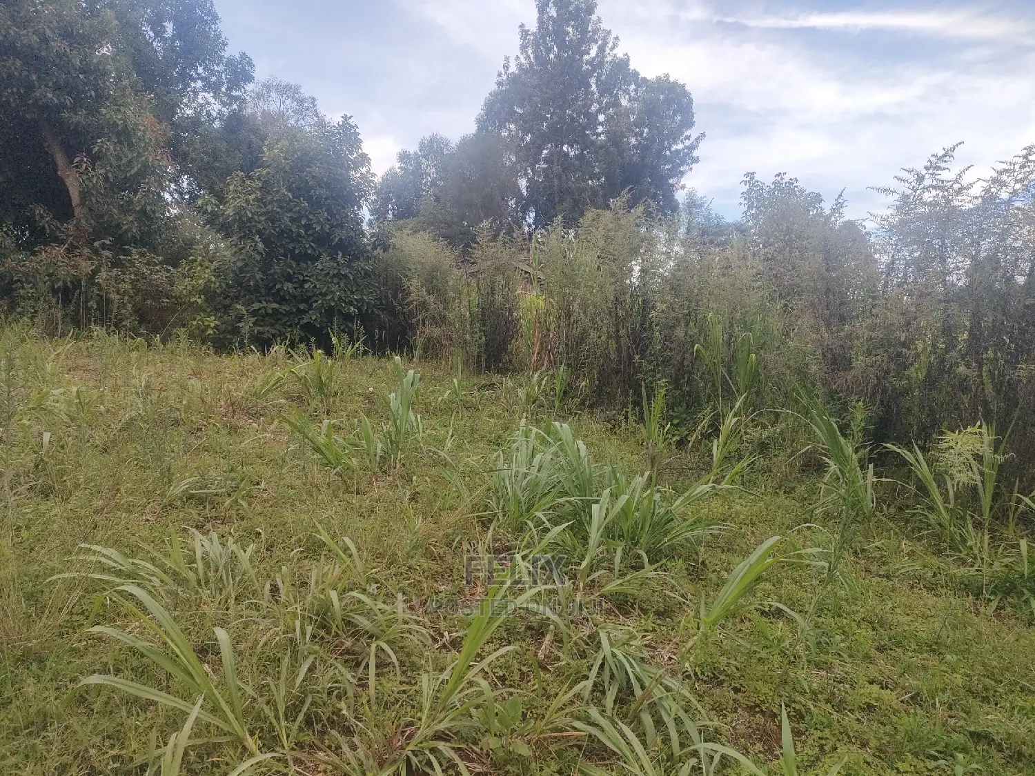 Karatina/Kanjuri 1 Acre