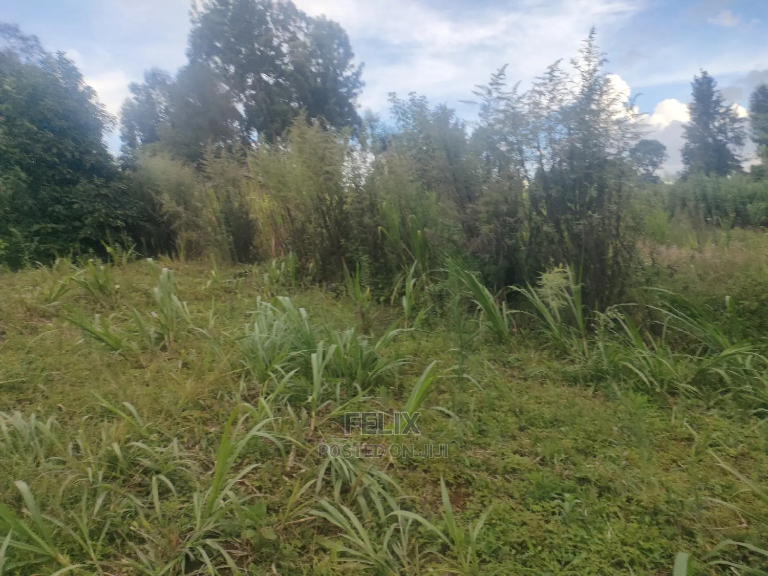 Karatina/Kanjuri 1 Acre