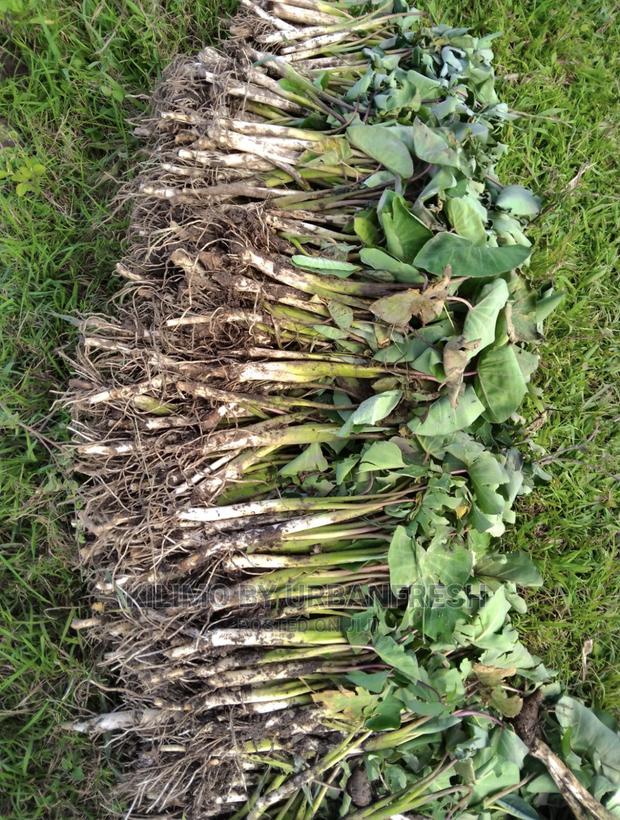 100 Arrowroot (Nduma) Suckers Cuttings Available - thumbnail 7