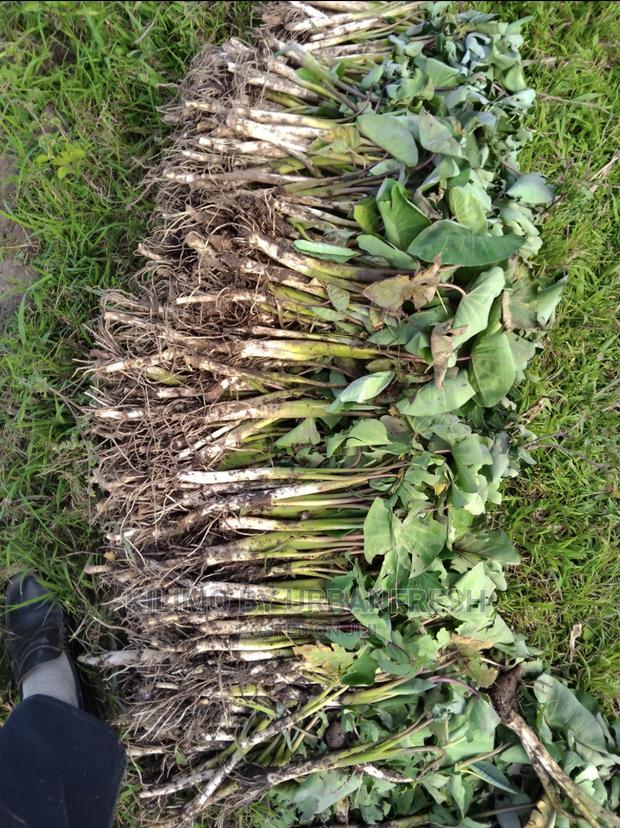 100 Arrowroot (Nduma) Suckers Cuttings Available - thumbnail 8