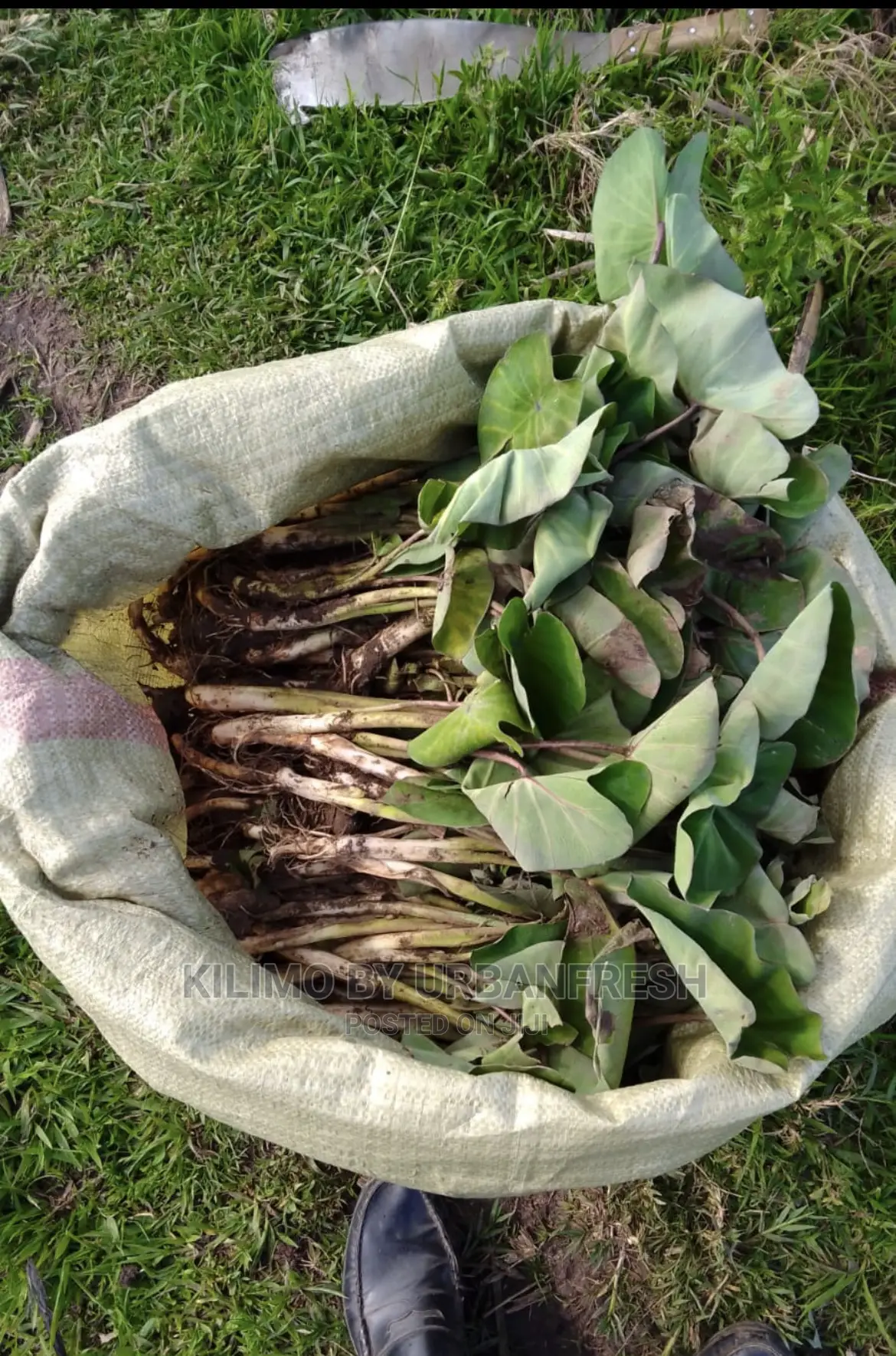 100 Arrowroot (Nduma) Suckers Cuttings Available