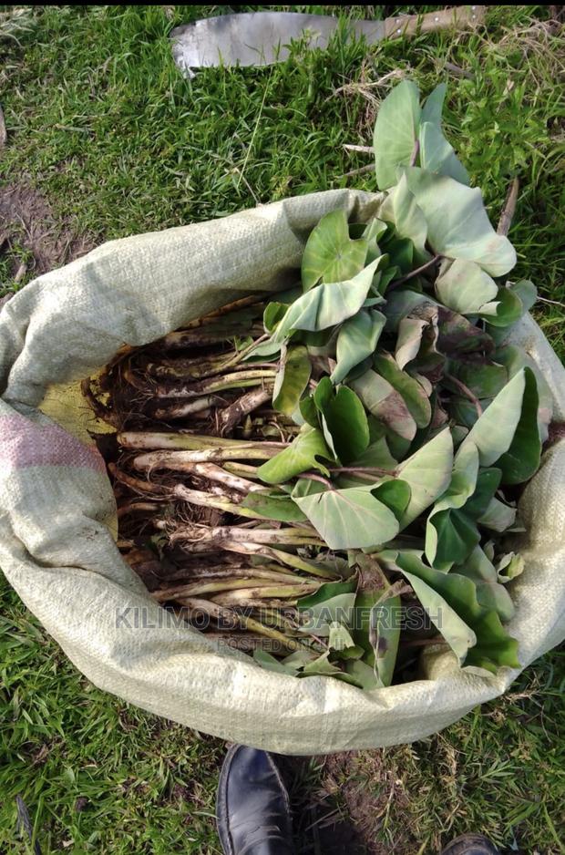 100 Arrowroot (Nduma) Suckers Cuttings Available - thumbnail 9