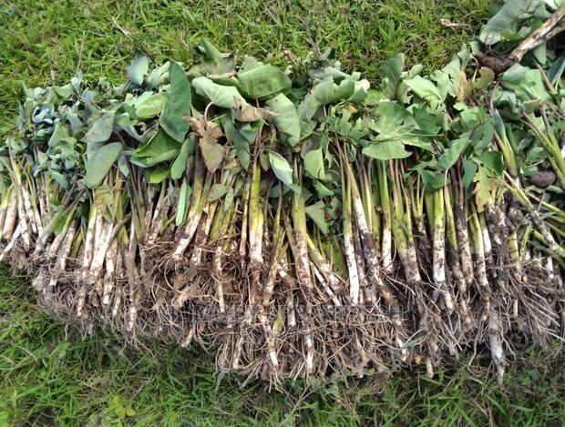 100 Arrowroot (Nduma) Suckers Cuttings Available - main view