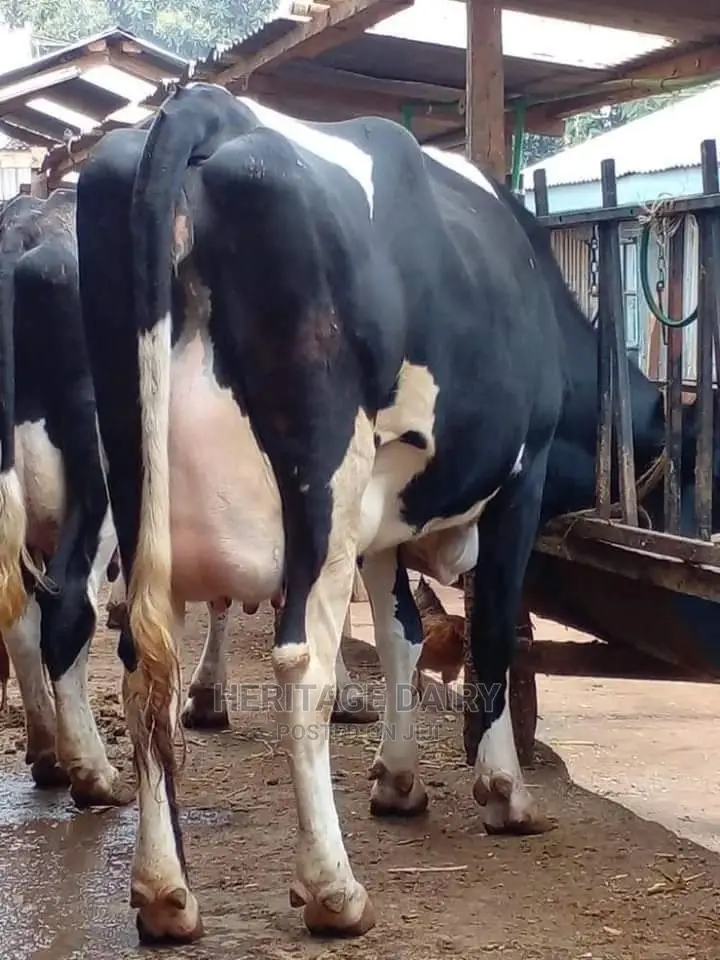 Hibreed Friesians