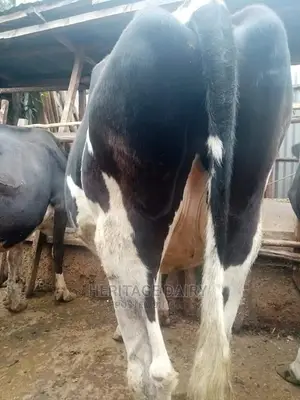 Hibreed Friesians