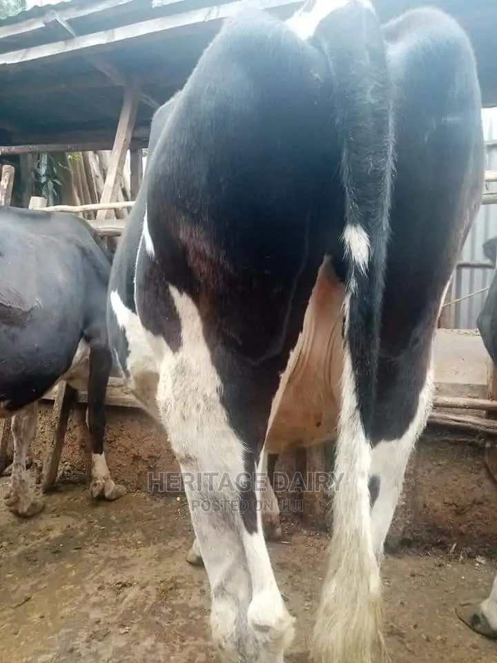 Hibreed Friesians