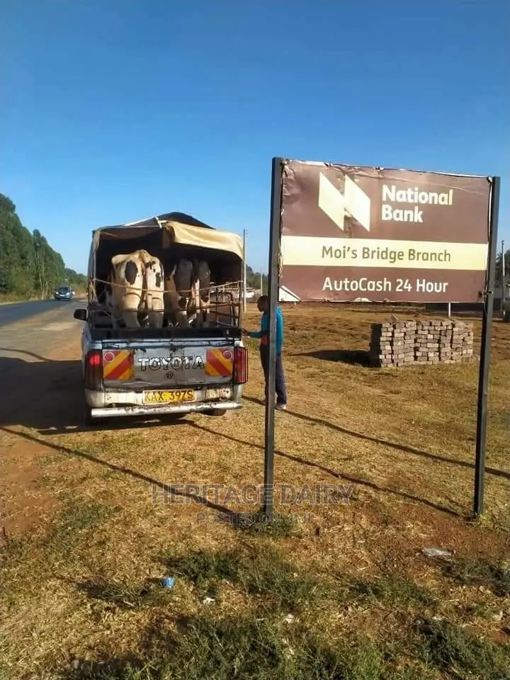 Cow Delivery Countrywide