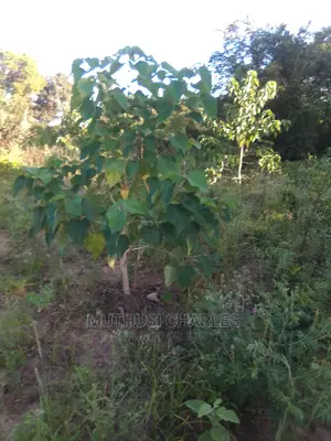 Plot for Sale 50 by 100 Feet With Title Deed