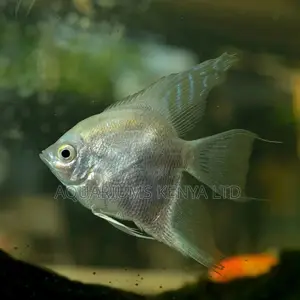 Silver Dust Angelfish , Aquarium Fish Fresh Water Fish