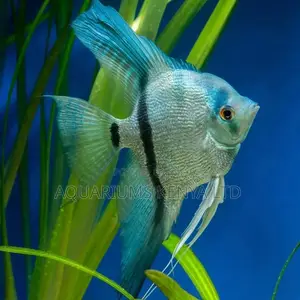Zebra Single Aquarium Fish , Angel Fish