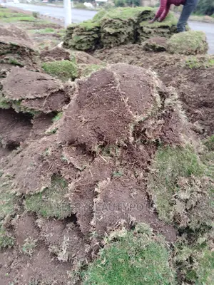Kikuyu Carpet Grass