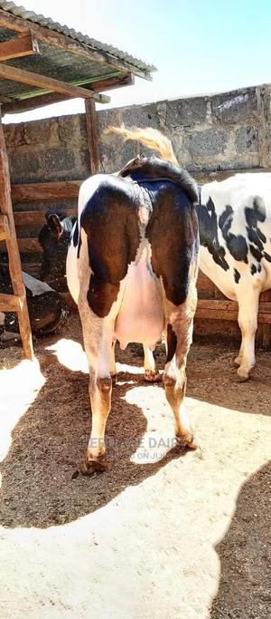 Almost Calving Heifers - thumbnail 2