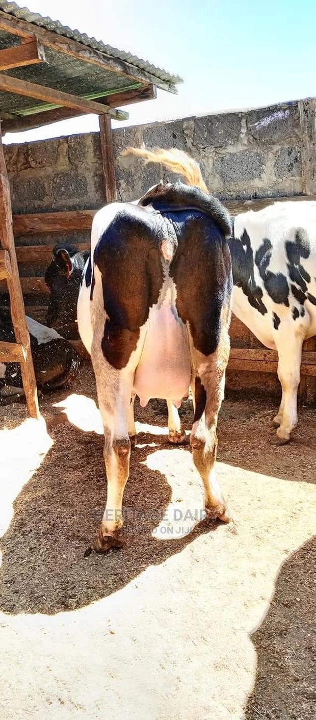 Almost Calving Heifers - main view