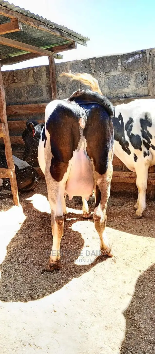 Almost Calving Heifers