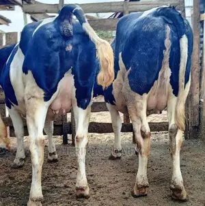 Almost Calving Heifers