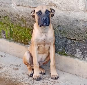 3-6 Months Male Purebred Boerboel - thumbnail 2