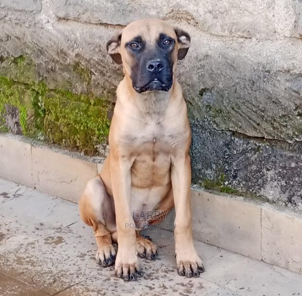 3-6 Months Male Purebred Boerboel