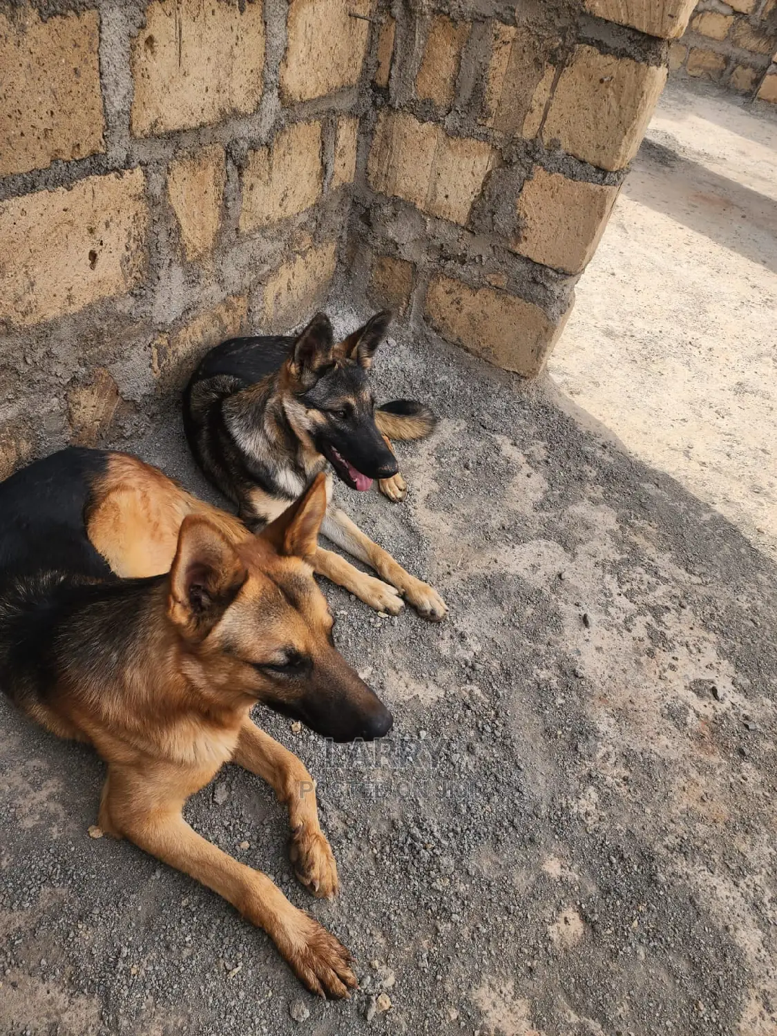 6-12 Months Male Purebred German Shepherd